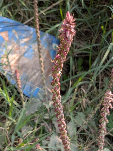 Devil's Horsewhip