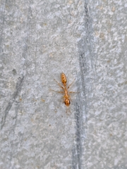 Pseudomyrmex simplex