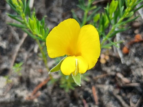 Common Wedge-pea (Gompholobium huegelii)
