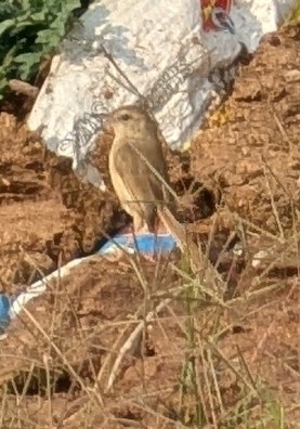 Plain Prinia