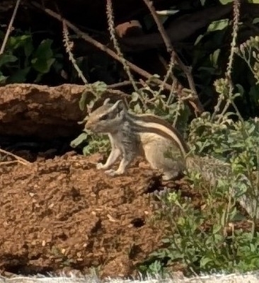 Five-striped Palm Squirrel