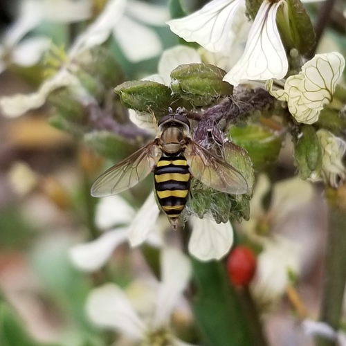 Unknown species found near Richmond Ave @ Mandell St, Houston, TX 77006, USA