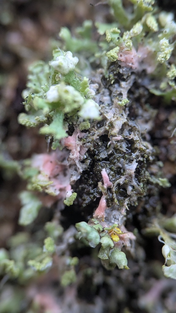 Laetisaria lichenicola · February 2026 · photo: © rudolphous (iNaturalist, cc-by)