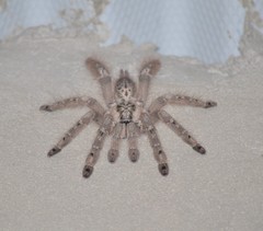 Heteroscodra maculata