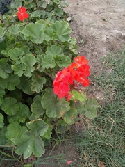 Pelargonium × hybridum