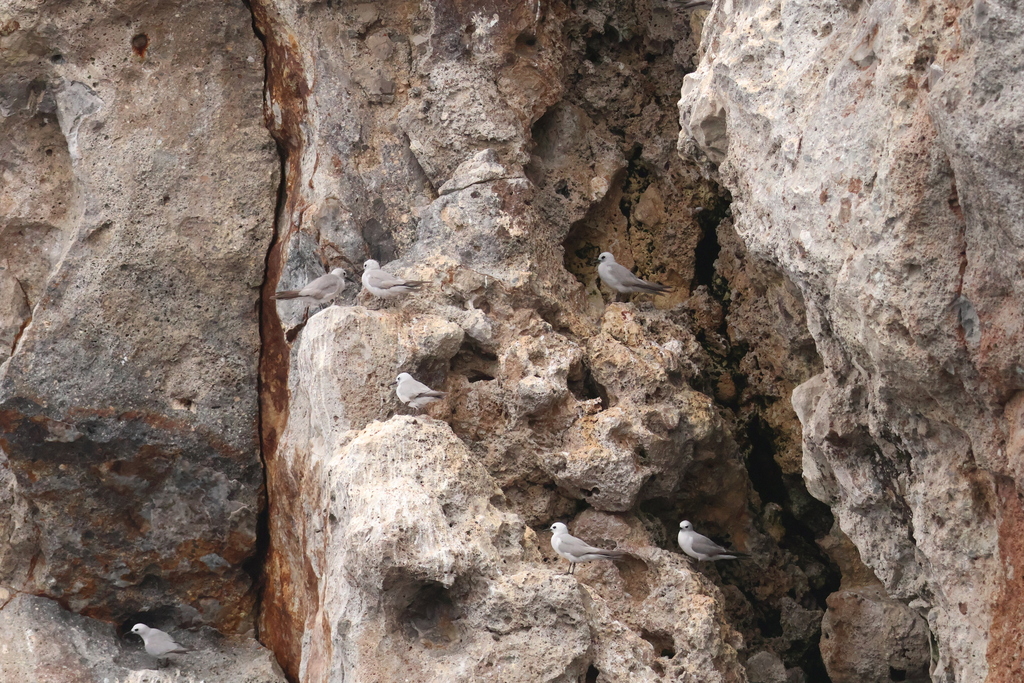 Grey noddy in Northland Region, New Zealand, iNaturalist research-grade observation
