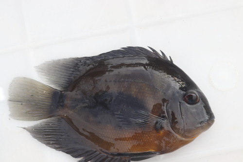 Uaru (Uaru amphiacanthoides) — Cichlidae — 5
