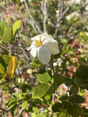Gardenia jasminoides