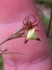 Micrathena furcata