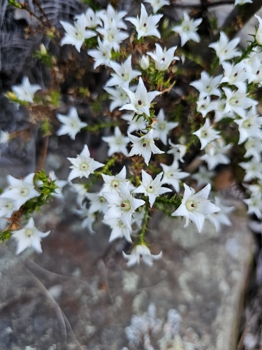 Rock Sprengelia (Sprengelia monticola)