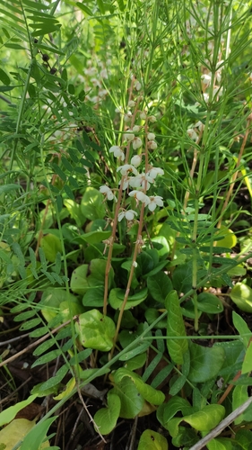 round-leaved wintergreen