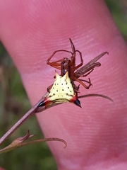 Micrathena furcata