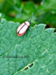 Omophoita cinctipennis