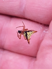 Micrathena furcata