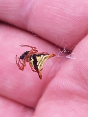 Micrathena furcata