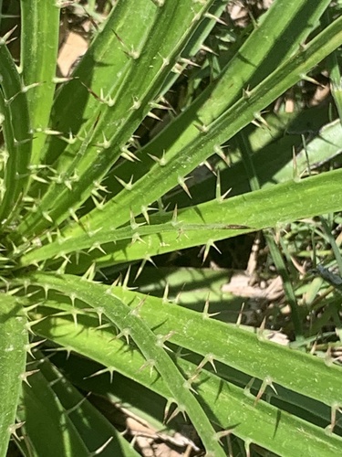 Eryngium horridum, photograph 4