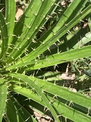 Eryngium horridum, photograph (c) leahmv, some rights reserved (CC BY)