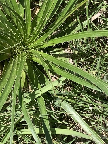 Eryngium horridum, photograph 5