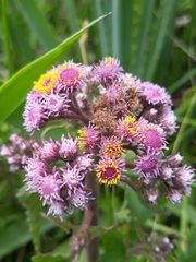 Urolepis hecatantha