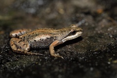 Cacosternum australis