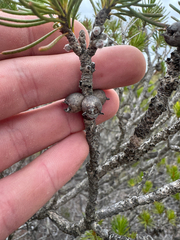 Melaleuca hislopii, photograph (c) Tyler Anthony, some rights reserved (CC BY)