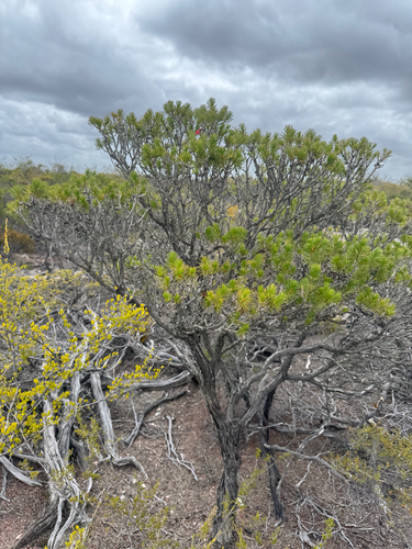 Melaleuca hislopii, photograph 6