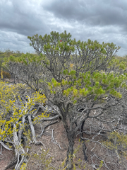 Melaleuca hislopii, photograph (c) Tyler Anthony, some rights reserved (CC BY)