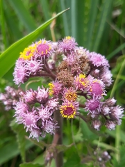 Urolepis hecatantha