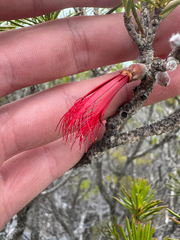 Melaleuca hislopii, photograph (c) Tyler Anthony, some rights reserved (CC BY)