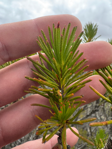 Melaleuca hislopii, photograph 5