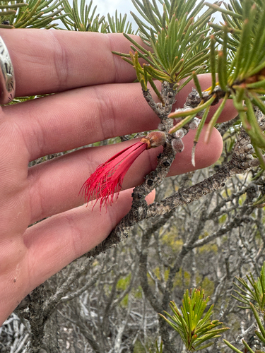 Silky Net-Bush (Melaleuca hislopii)