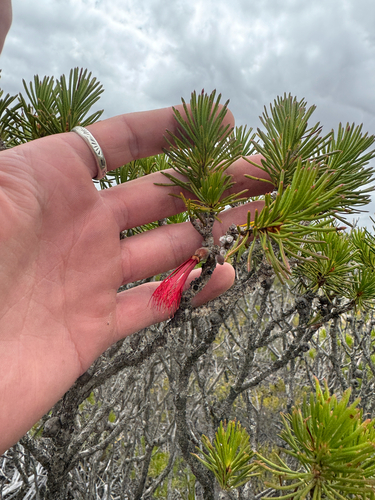 Melaleuca hislopii, photograph 3