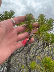 Melaleuca hislopii, photograph (c) Tyler Anthony, some rights reserved (CC BY)