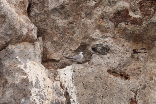 Grey Noddy (Anous albivitta)