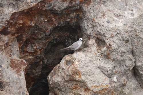 Grey Noddy (Anous albivitta), photo 2