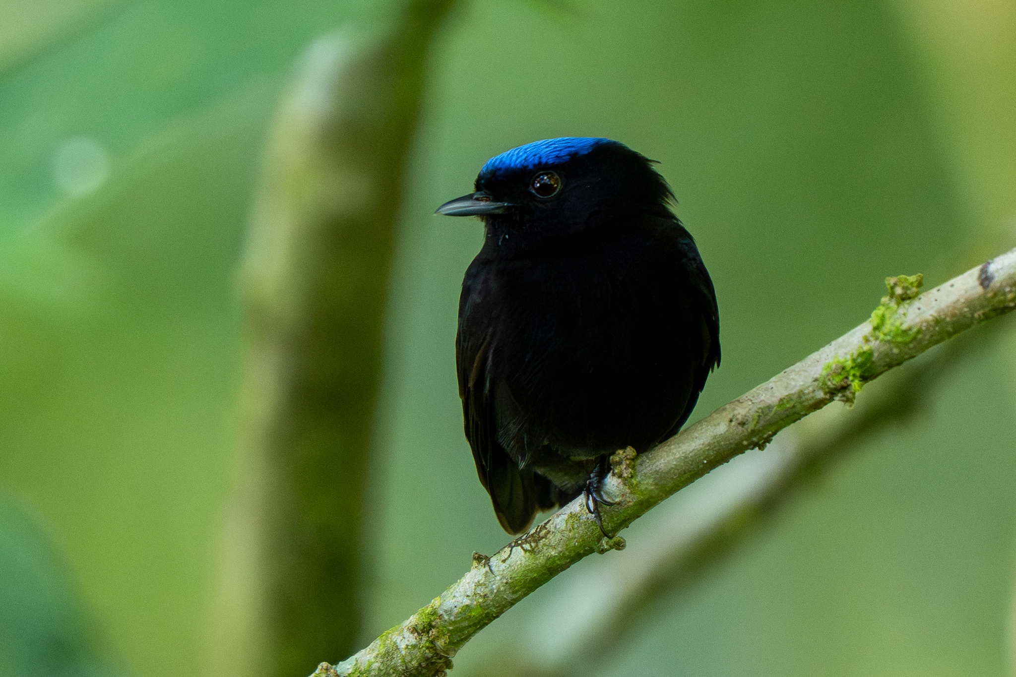 Blue-capped Manakin (Lepidothrix coronata), photo 10