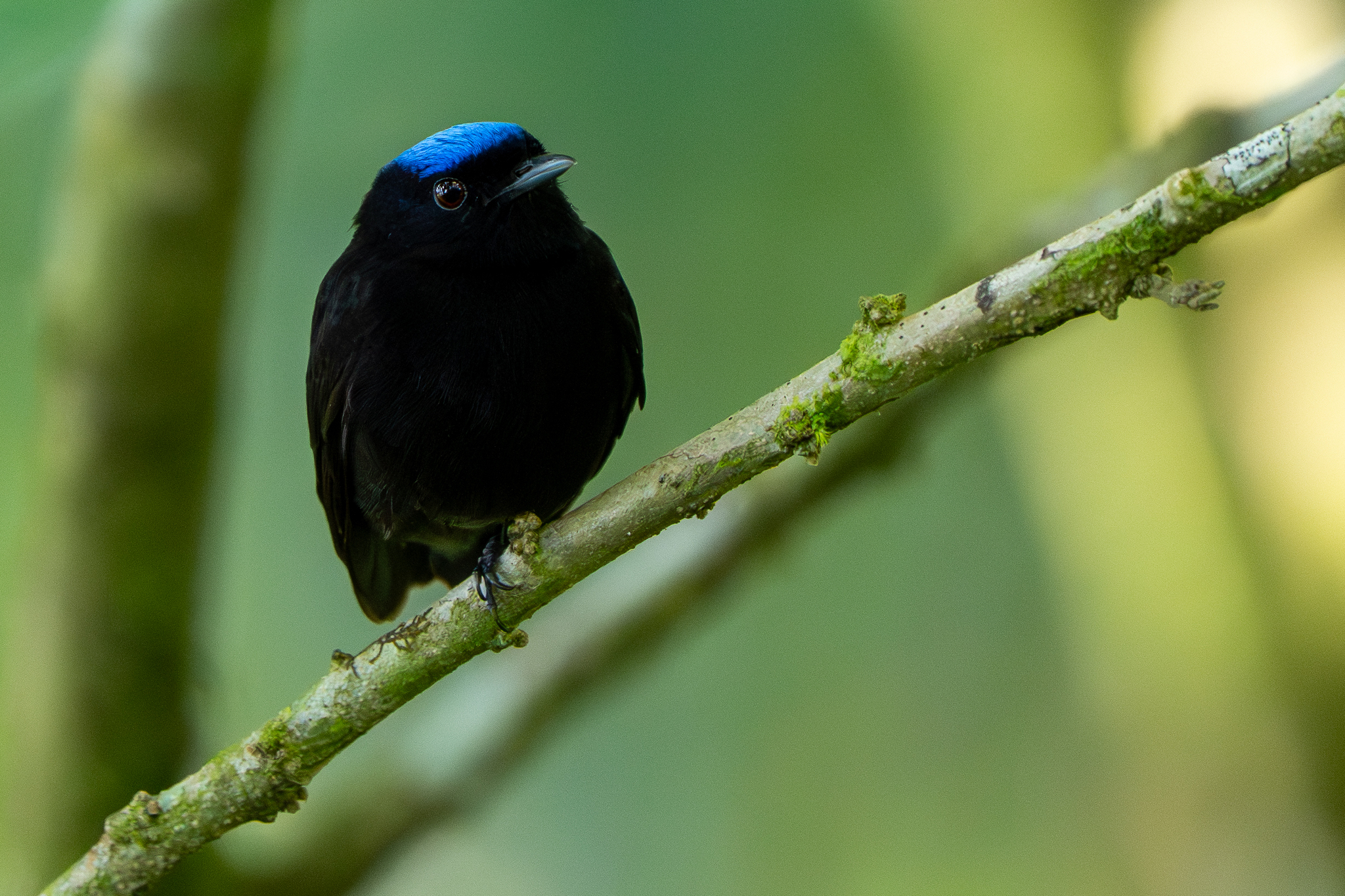 Blue-capped Manakin (Lepidothrix coronata), photo 9
