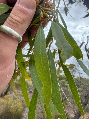 Eucalyptus oleosa, photograph 2