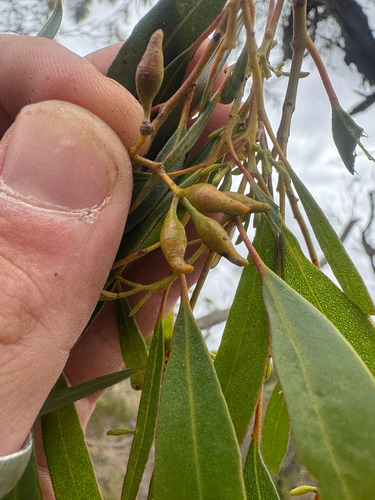 Ravensthorpe Stocking Mallee (Eucalyptus oleosa)