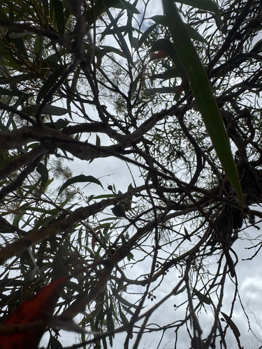 Eucalyptus oleosa, photograph 3