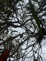 Eucalyptus oleosa, photograph (c) Tyler Anthony, some rights reserved (CC BY)