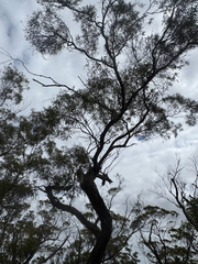Eucalyptus oleosa, photograph (c) Tyler Anthony, some rights reserved (CC BY)