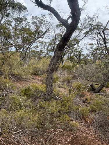 Eucalyptus oleosa, photograph 4