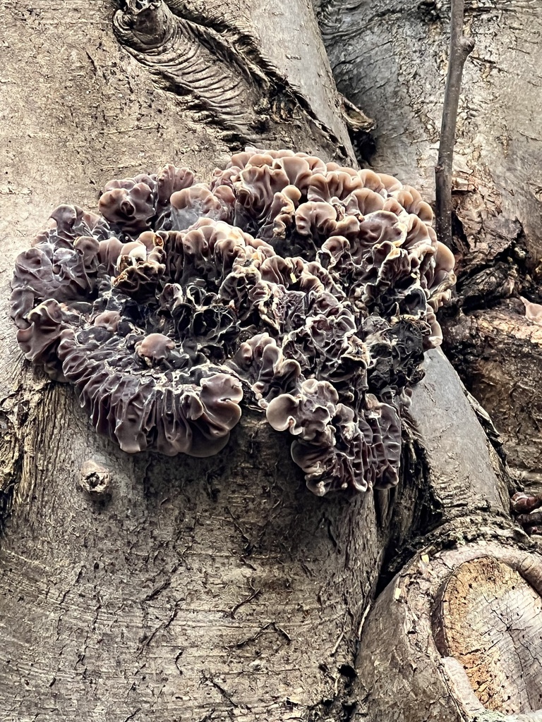 Auricularia mesenterica · February 2026 · photo: © eshilland (iNaturalist, cc-by)
