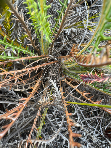 Banksia arctotidis (Banksia arctotidis)