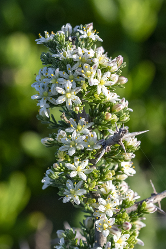 Wild Asparagus (Asparagus capensis)