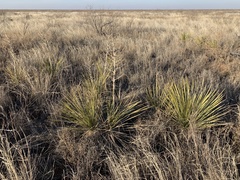 Yucca campestris