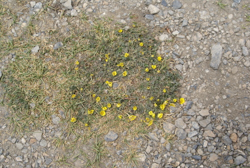 Potentilla pamirica, photograph 2