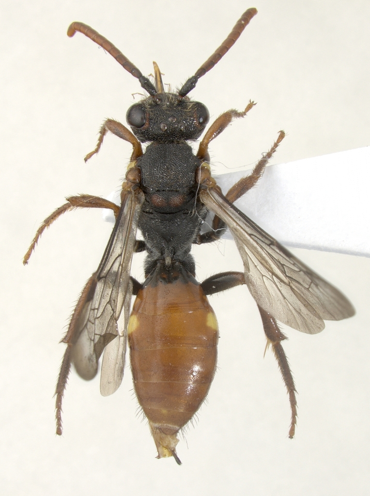 Yellow-shouldered Nomad Bee