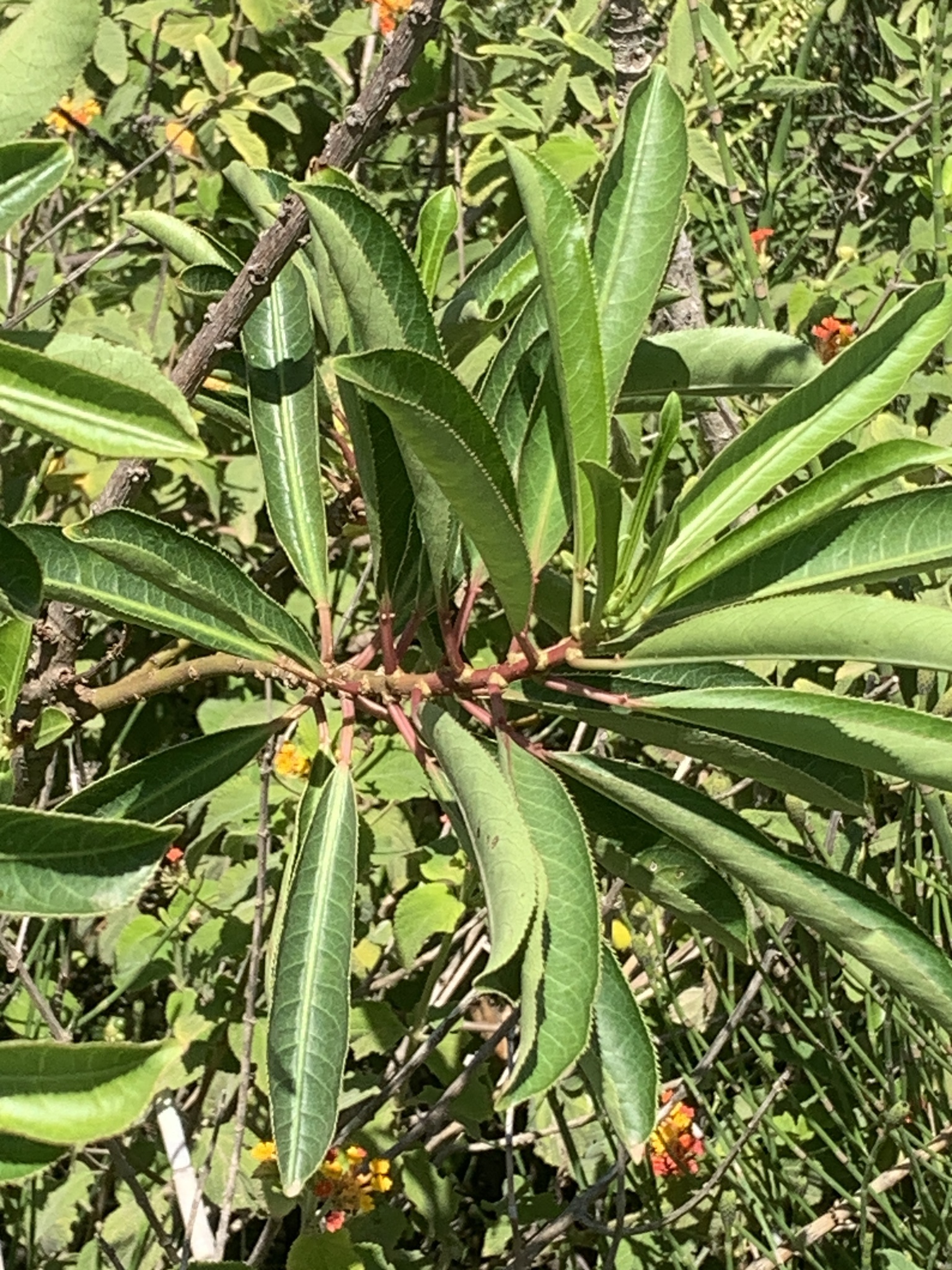 Gumtree (Sapium glandulosum)